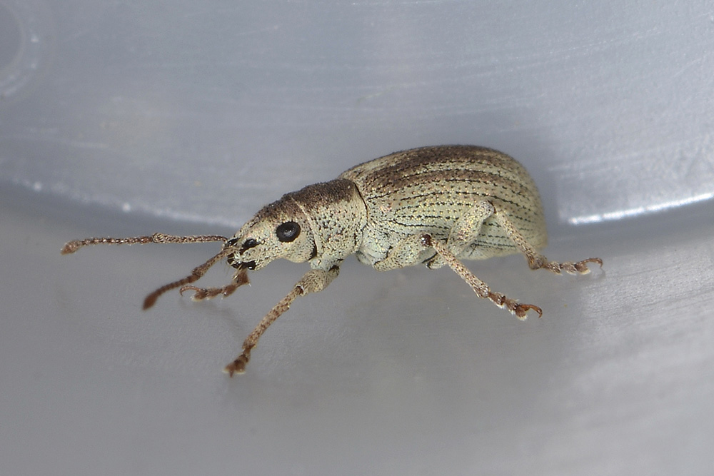 Pseudomyllocerus invreae - (Curculionidae)